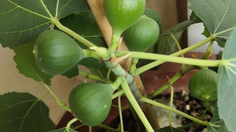 桌面运维工程师的得力助手：常用工具盘点与解析